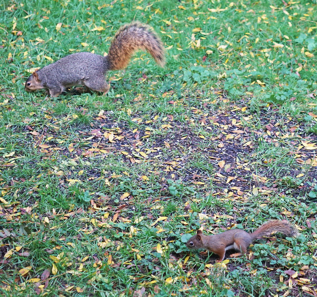 Two squirrel species by annepann