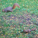 Two squirrel species by annepann