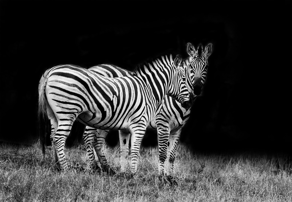 B and W Zebras  by jgpittenger