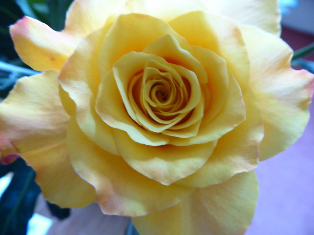 Yellow rose by cmp