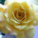 Yellow rose by cmp