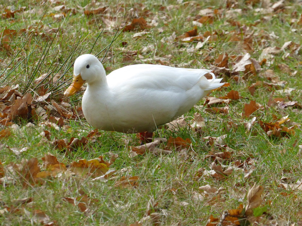 Litle White Duck by cmp