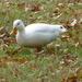 Litle White Duck by cmp