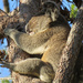 my fav tree by koalagardens