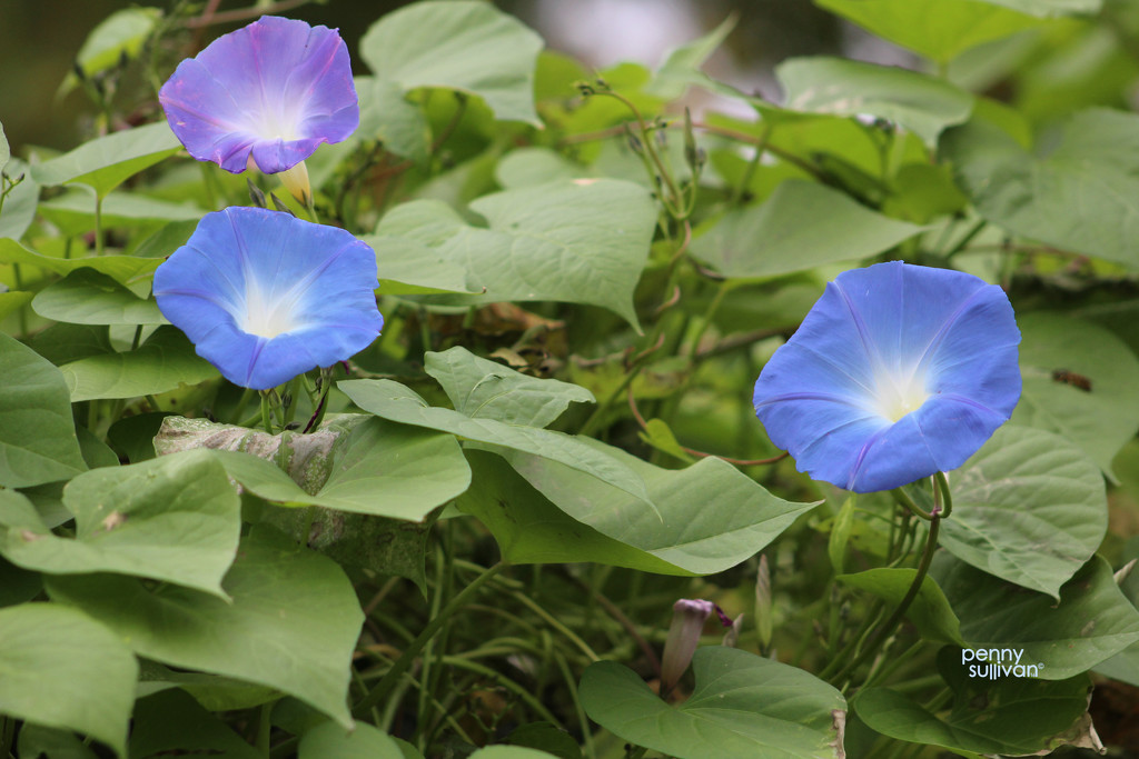 1015_7861 Morning Glory by pennyrae
