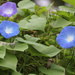 1015_7861 Morning Glory by pennyrae