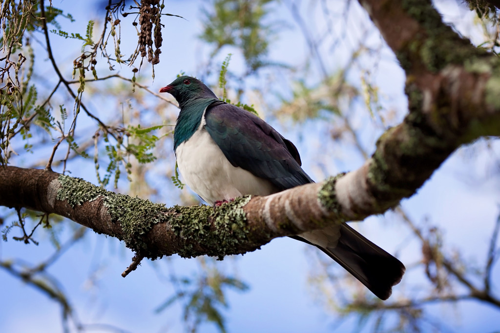 Wood pigeon in the Kowhai by kiwichick