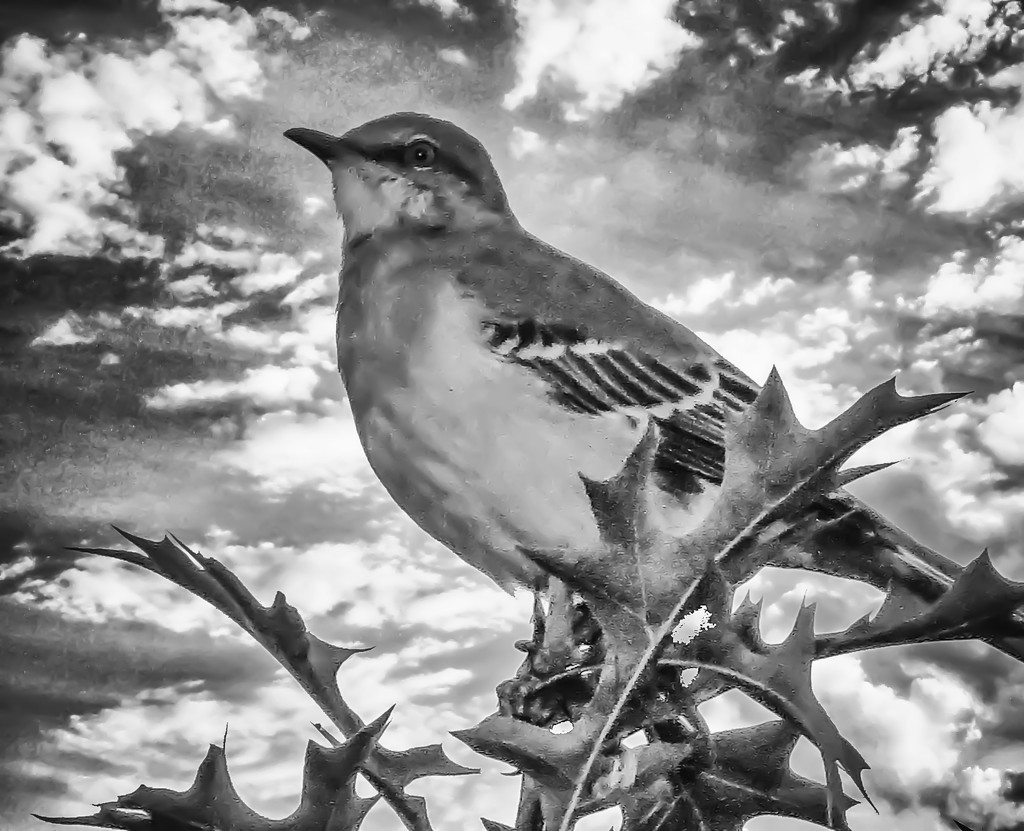 First Mockingbird in a While by milaniet