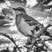 First Mockingbird in a While by milaniet