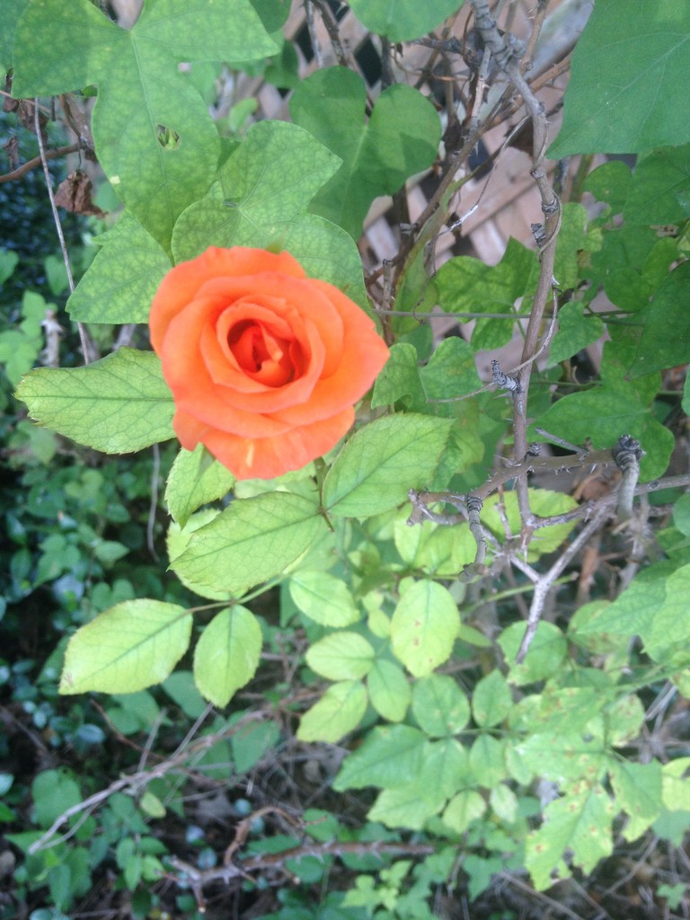 Happy rose... by bellasmom