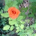 Happy rose... by bellasmom