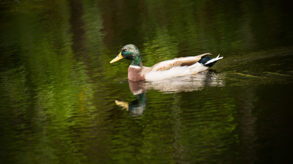 Duck on the Pond! by rickster549