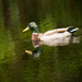 Duck on the Pond! by rickster549