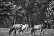 12th Oct 2016 - Three Elk Cows Grazing