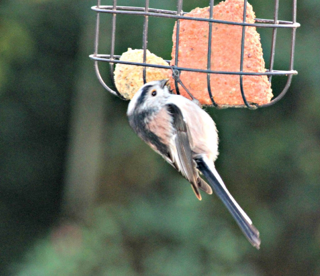 Long Tailed Tit. by wendyfrost
