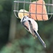 Long Tailed Tit. by wendyfrost