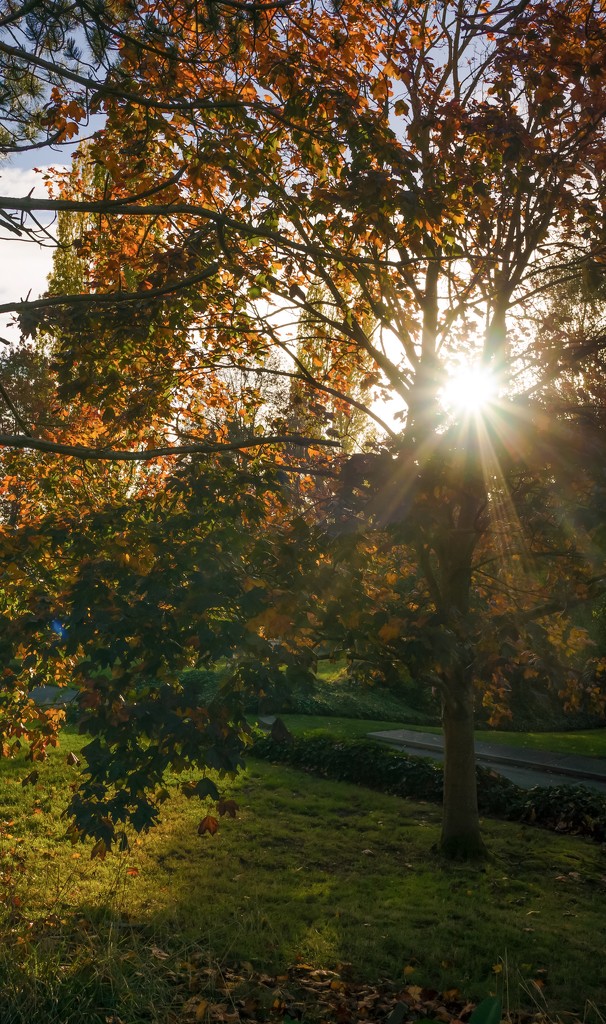 Precious autumn sunshine by cristinaledesma33