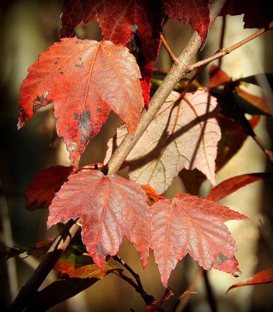 Maple leaves in the sunlight by homeschoolmom