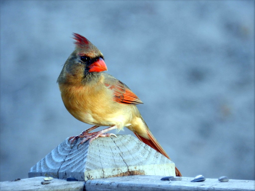Little Miss Cardinal by paintdipper