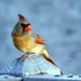 Little Miss Cardinal by paintdipper