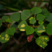 Leaf markings by jeneurell