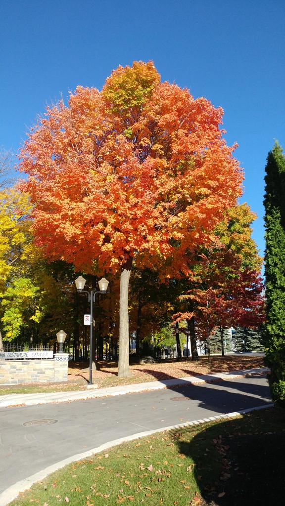 Perfect fall tree. by hellie