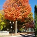 Perfect fall tree. by hellie