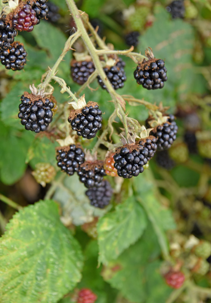 Hedgerow Blackberries by ianjb21