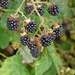 Hedgerow Blackberries by ianjb21