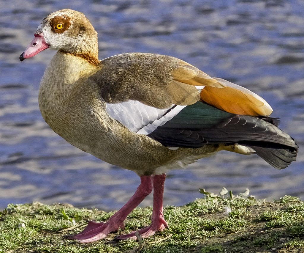 Egyptian Goose  by tonygig