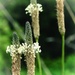 Grass seed heads by yorkshirekiwi