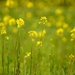 Yellow & Green by wenbow