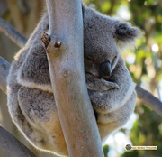 15th Oct 2016 - the shape of a koala