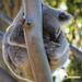 the shape of a koala by koalagardens