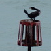 cormorant by pinkpaintpot