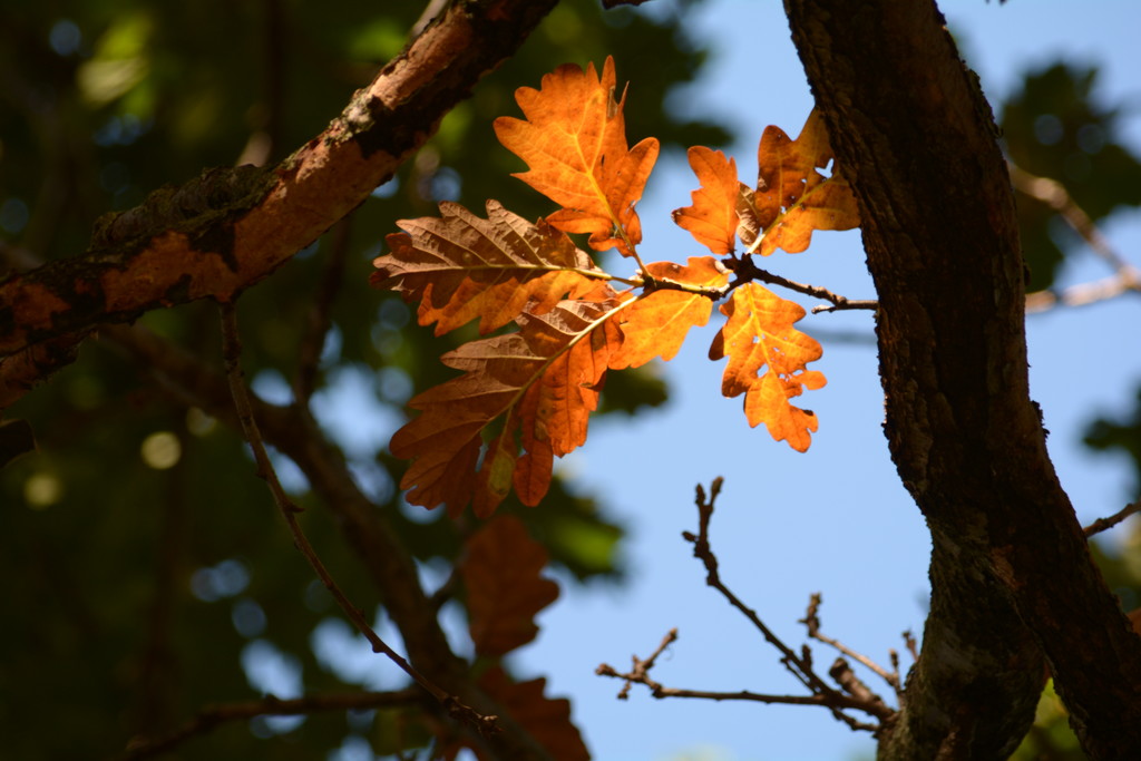 Oak leaves kissed by the sun by ziggy77