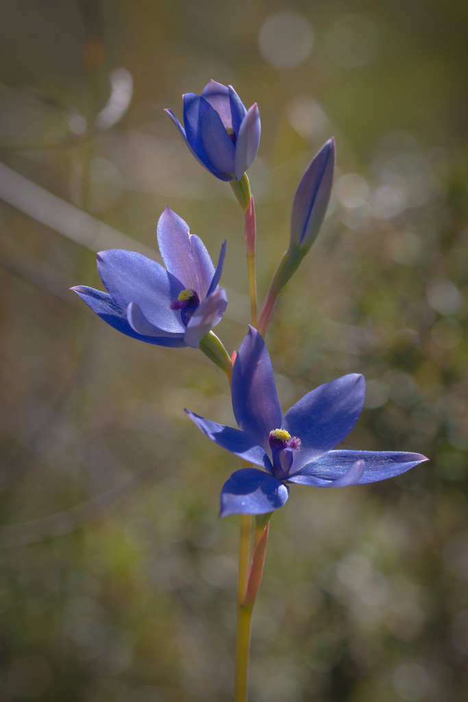 Blue Lady Sun Orchid by jodies