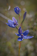 18th Oct 2016 - Blue Lady Sun Orchid