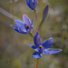 Blue Lady Sun Orchid by jodies