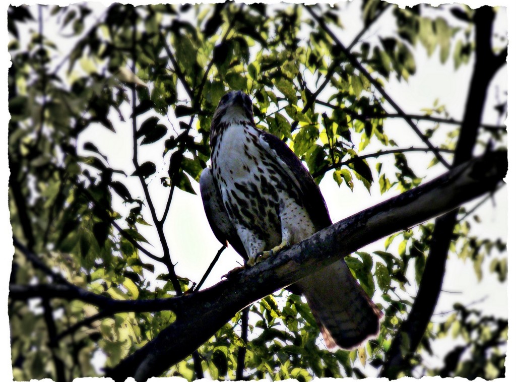 Hawk in the Park by peggysirk