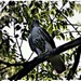 Hawk in the Park by peggysirk
