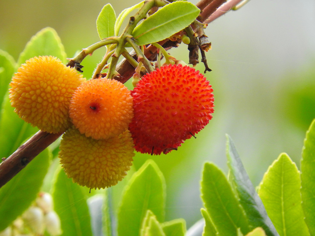 Arbutus Unedo (Strawberry Tree) by seattlite