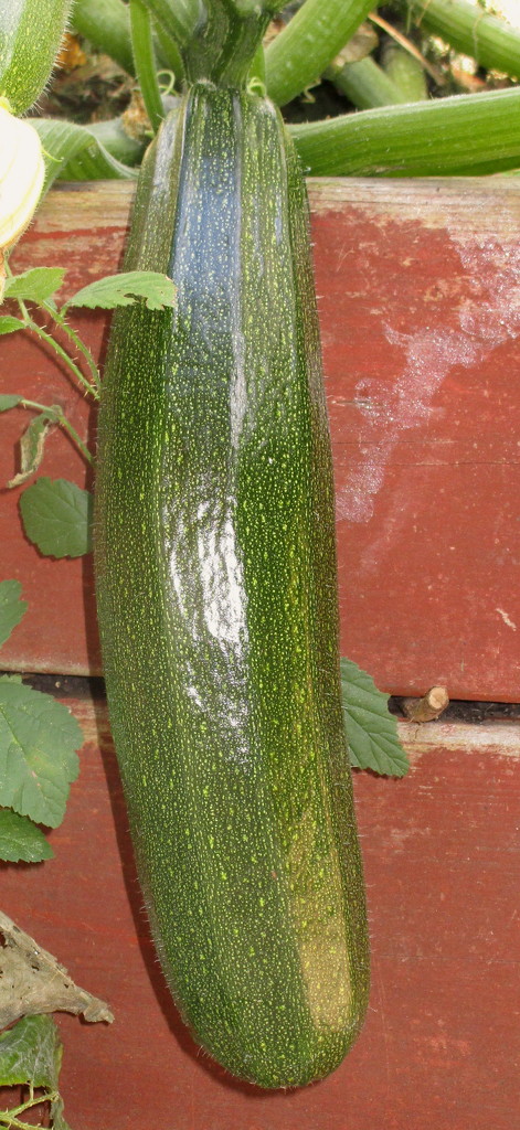 Courgette by davemockford