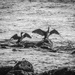 Two cormorants by frequentframes