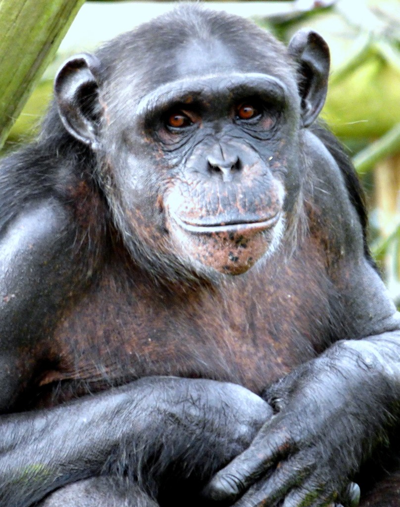 Chimpanzee  by julienne1