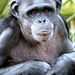 Chimpanzee  by julienne1