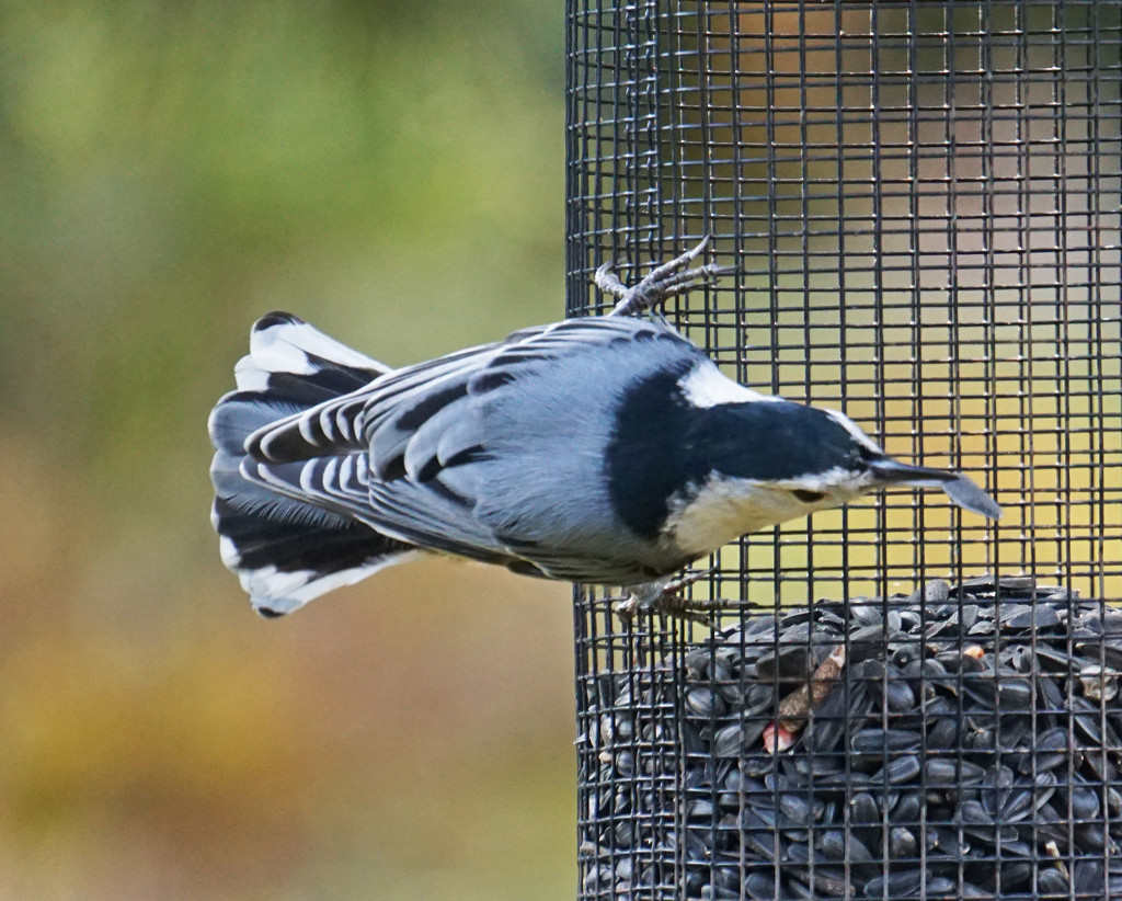 White-breasted Nuthatch by annepann