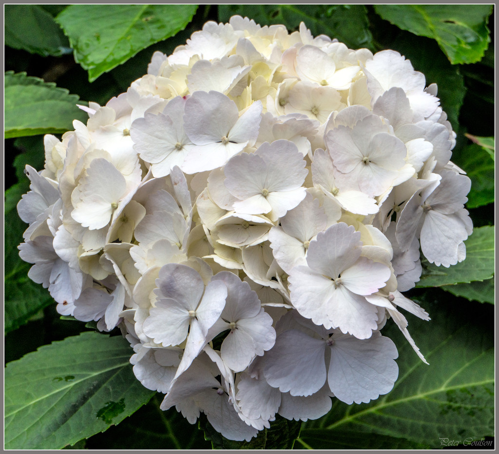 White Hydrangea by pcoulson