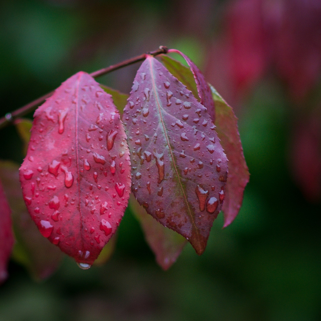 Red raindrops by berelaxed