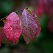 18th Oct 2016 - Red raindrops